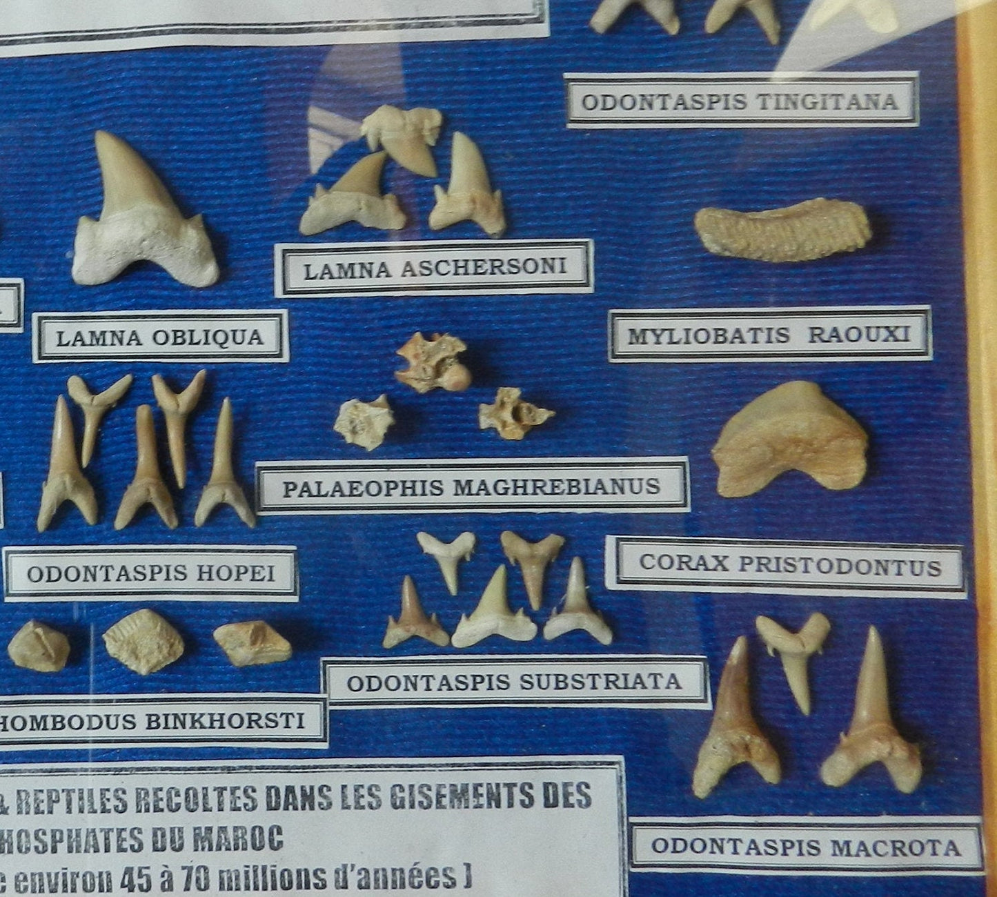 Collection of Fossils of Fish and Reptiles from Morroco