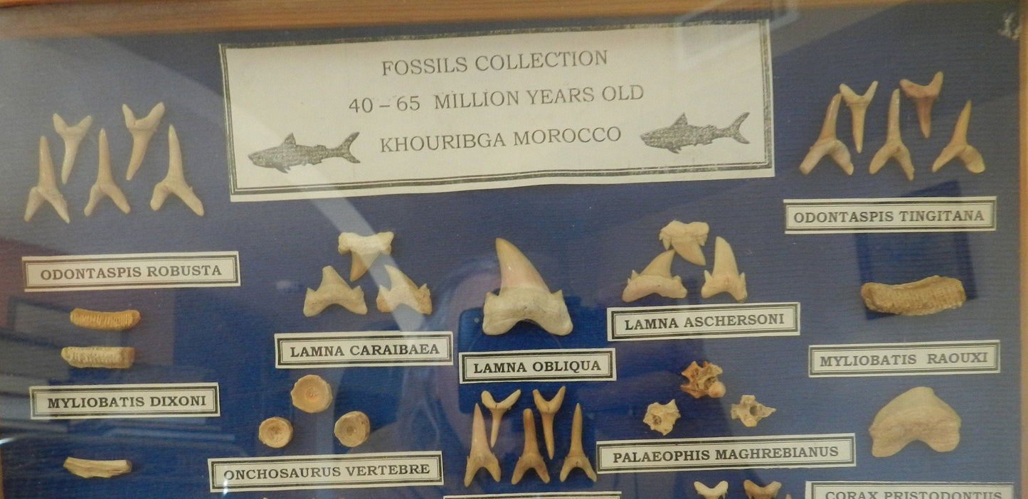 Collection of Fossils of Fish and Reptiles from Morroco