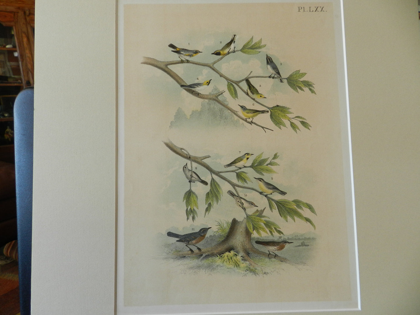 Antique Large  Book Plate of Small Birds - Nuthatch ETC.