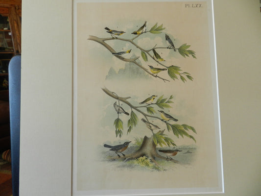 Antique Large  Book Plate of Small Birds - Nuthatch ETC.