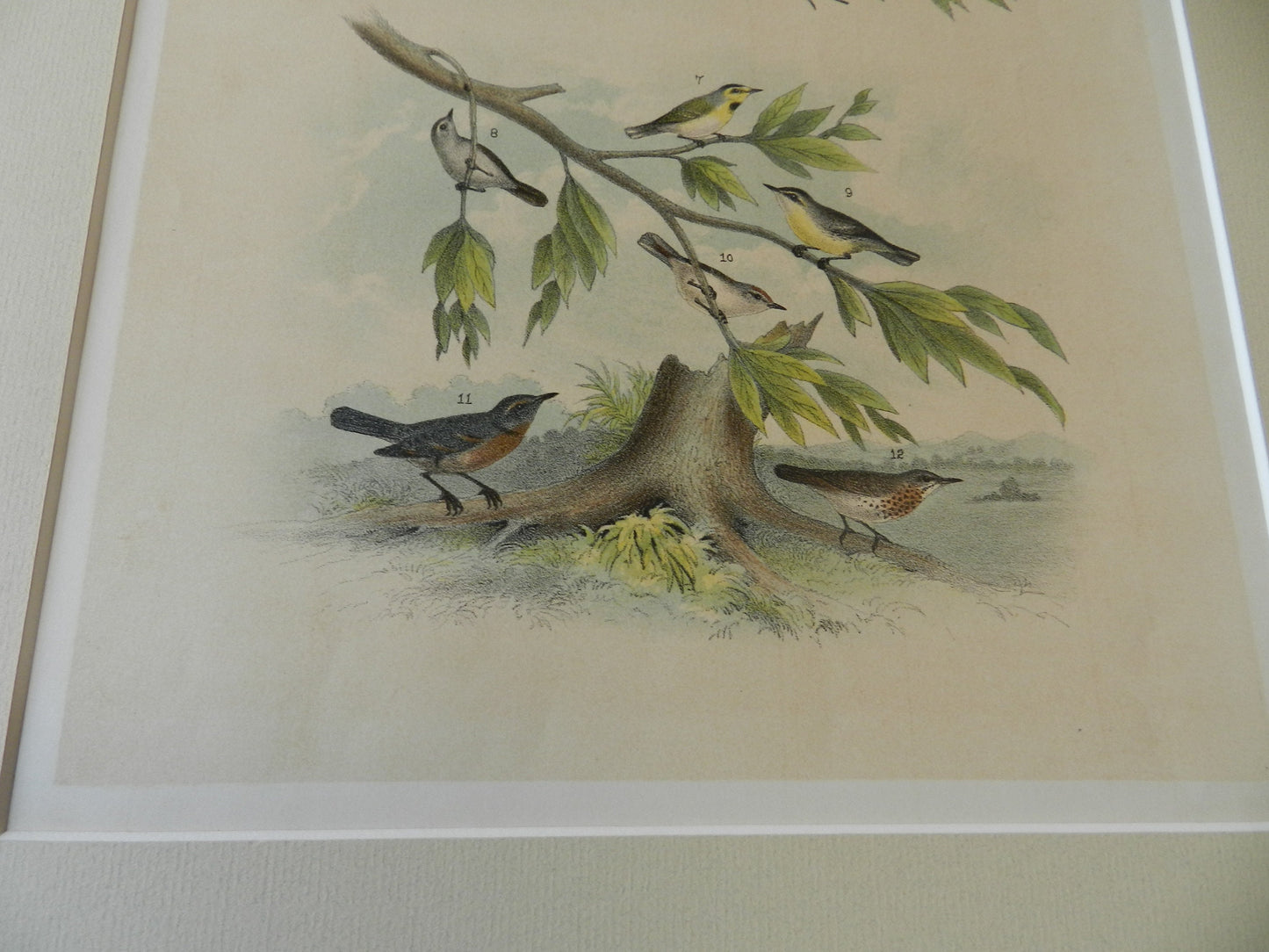 Antique Large  Book Plate of Small Birds - Nuthatch ETC.