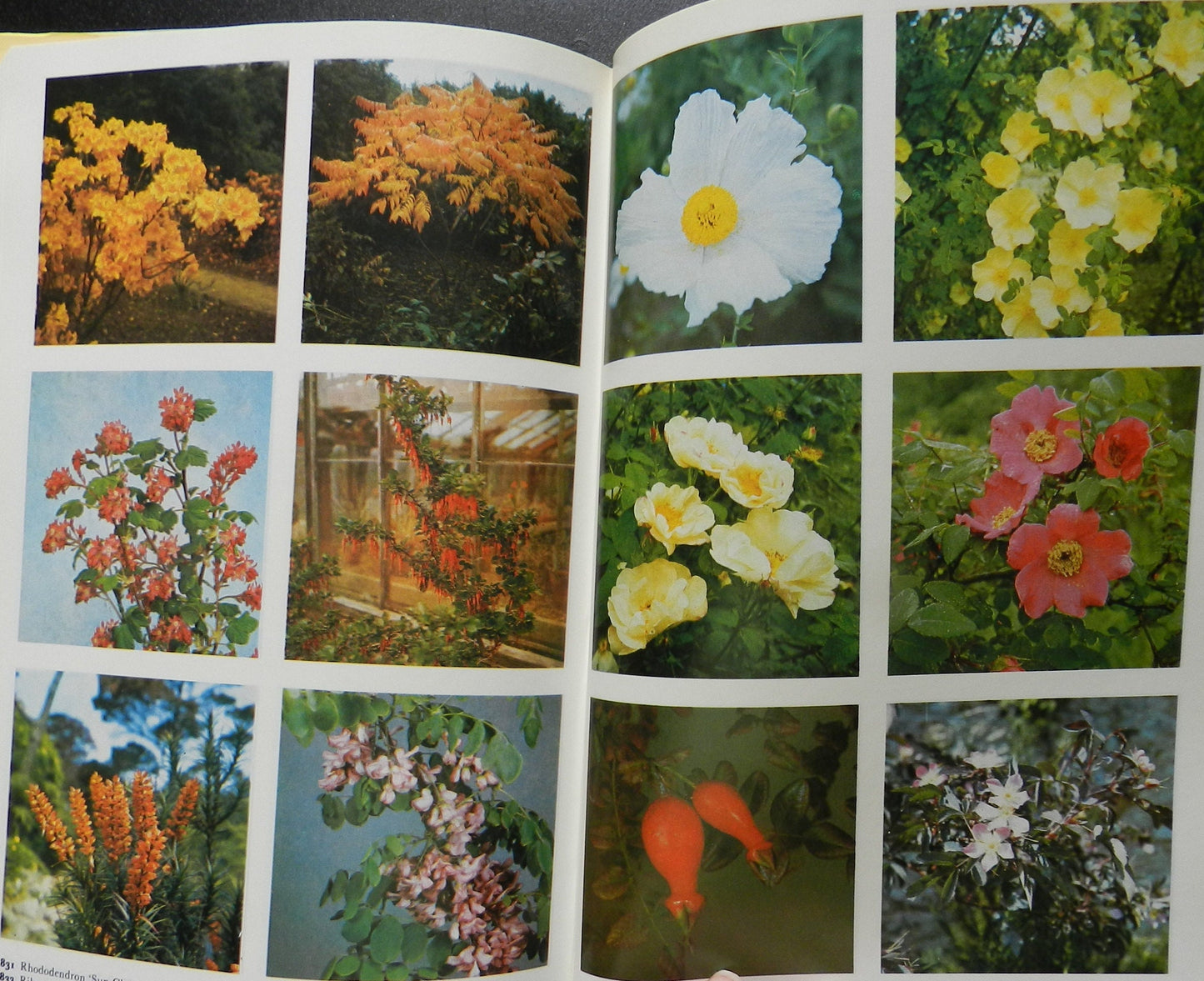 Vintage "The Colour Dictionary of Garden Plants"  By Hay & Synge with The Royal Horticultural Society