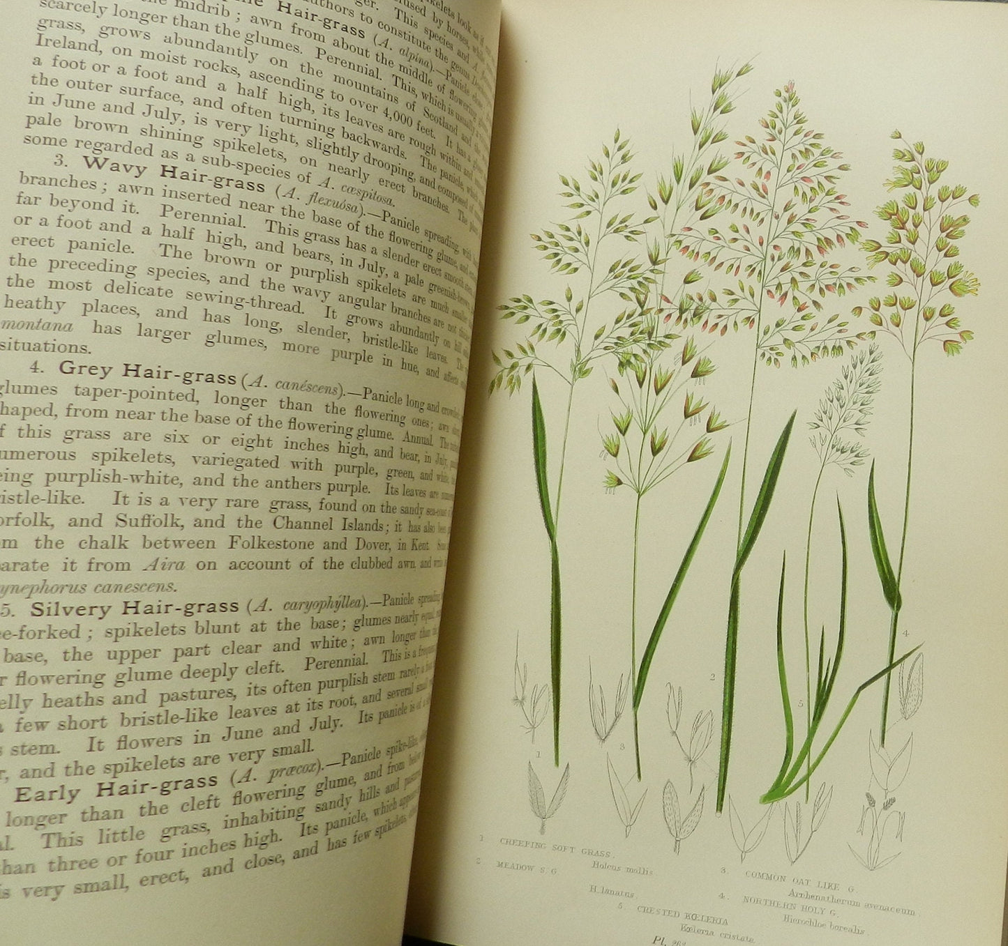 Vintage Book " The Flowering Plants Grasses, Sedges & Ferns of Great Britain" by Anne Pratt  Illustrated Vols. II and IV  1900