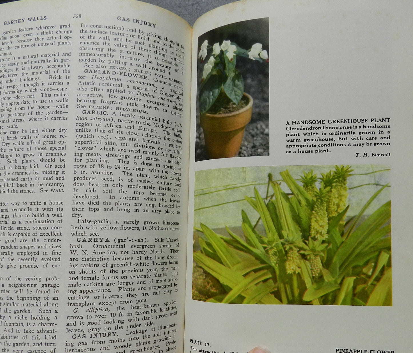 Vintage "The Wise Garden Encyclopedia"  By Seymour  New York 1970