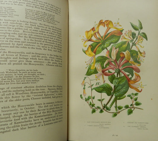 Vintage Book " The Flowering Plants Grasses, Sedges & Ferns of Great Britain" by Anne Pratt  Illustrated Vols. II and IV  1900