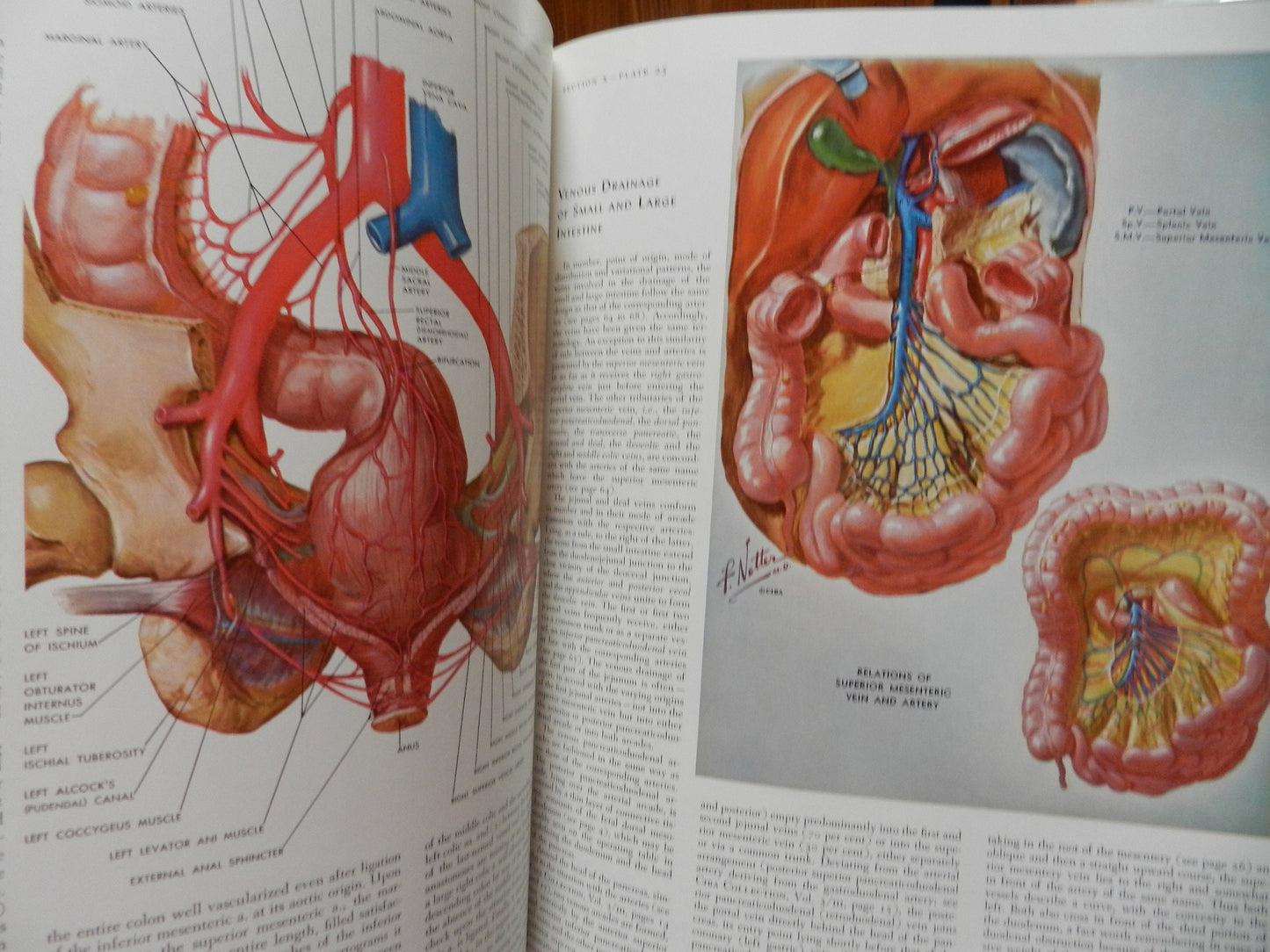 Vintage Medical Book " The Ciba Collection of Medical Illustrations - Digestive System" By Netter - 1983  2 Volumes